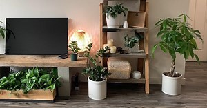 La Pachira Acuática es una planta habitual. Si quieres tenerla preciosa, mira los consejos que nos da en este vídeo DIMIJ sobre sus rutinas diarias y cómo cuidarla.