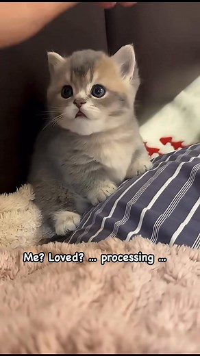 103K views · 7.2K reactions | Tiny brain loading after getting a gentle pat. | ム 푳풖풗풙풉풊품풂풐 ム | Facebook