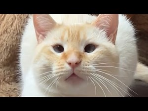 Rescue cat's smarter than he looks