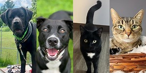 Pets with Potential: Meet Diva, Scarlet, & Clawdia