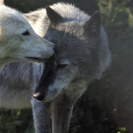 Wolves are nurturing. Wolves are selfless. Wolves take care of each other. Be like a wolf 🐺 | Wolf Conservation Center