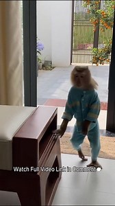 How ingenious! Monkey Lyly surprised her mother by using her talent to beautify the kumquat tree. | Monkey TV