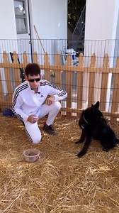 13K views · 505 reactions | Wolf pup with food aggression part.2 with The Dog Daddy | The Dog Daddy | Facebook