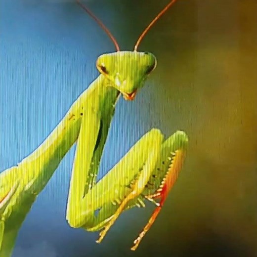 how to find a pray mantis