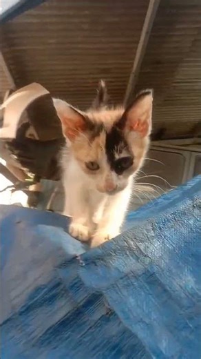 suara apa yaa!? 🚨🐈😻🌤️🌿🍃🌻🍂🌼#shorts #trending #kucingbelangtiga #kucing #cat