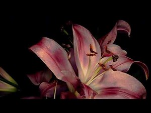 sad/angst edit audios || + timestamps