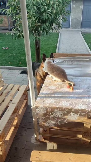 13 reactions | #dog #cat #dogandcat #shepherd #germanshepherd | Rex The German Shepherd | Facebook