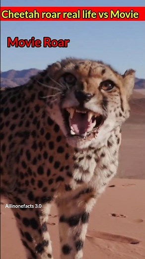 Cheetah roar #animals #sorts #wildanimalfacts #wildlife #roar