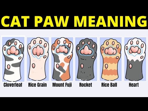 Your Cat's Personality According To Its Paw Shape