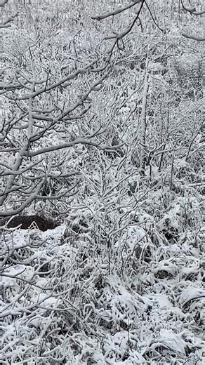 Pretty morning ❄️ 歷 #firstsnow #michiganhunting | Michigan Woods & Waterfront Properties | Facebook