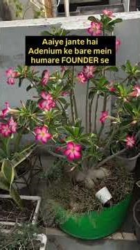 Everything you need to know about Adenium🤗