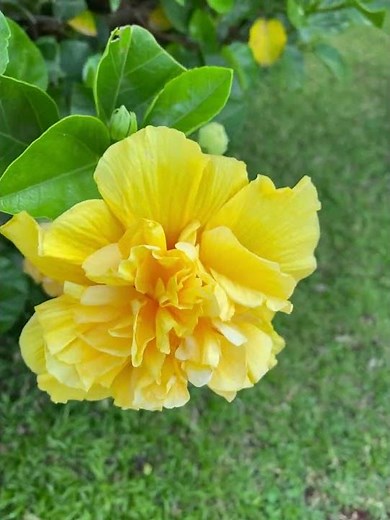 Yellow Hibiscus flower