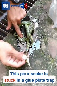 76K views · 117 reactions | This poor snake was stuck in a glue trap!  via ViralPress | Daily Mail Video | Facebook