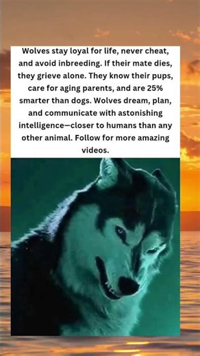 The Loyal Wolf: Smarter, Caring, and Truly Human-like 🐺❤️