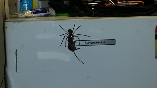 Die hungrige Riesenspinne