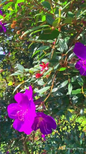 Cây gì lạ quá mọi người ơi? || Mộc Lang Thang