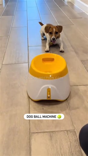 Jack Russell Terrier on Instagram: "Indoor & outdoor fetch machine 🌟"