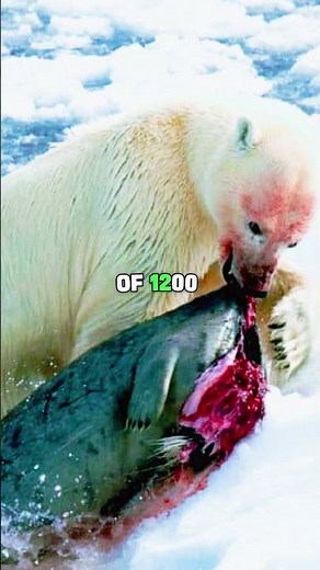 Who Would Win In A Fight POLAR BEAR VS HIPPO