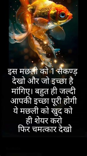 lucky fish #golden fish