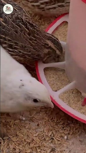 ⚠️ The HIDDEN Flaw Stopping Your Quail From Laying Eggs!