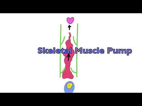 Skeletal Muscle Pump