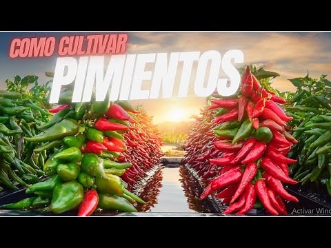 "Discover the Secret to Easily Growing Italian Peppers Hydroponically!"