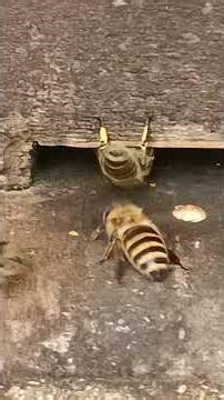 [＃蜂〕令和8、5／8,日本ミツバチの様子（第１巣箱)🐝PM12:38頃☆