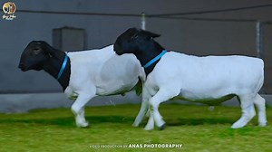 WALKING IN THE FOOTSTEPS OF A WORLD CHAMPION 🧬🐏 Goat Pure Farms Proud to showcase the progeny of LPD LEGACY — 2024 RESERVE GRAND CHAMPION DORPER RAM These young T5 RAM LAMBS, bred by the renowned LEROY PHILLIPS DORPERS, are already showing the balance, power, and structural correctness that define world-class Dorper genetics. We’re excited to watch them grow and develop, In Shaa Allah, as they continue to follow the path set by their world-class father. BRED WITH PURPOSE. BACKED BY PROVEN GENE