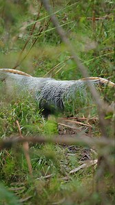 150K views · 4.8K reactions | Lyrebird performing on his mound 襁 I filmed this a couple of years ago from a long distance. I managed to find a gap in the foliage to film through and he had no clue that I was watching. The entire performance lasted about 10 minutes. This is just a snippet. #lyrebird #superblyrebird #birdsofaustralia #australiananimals | Jeremy Films Things | Facebook