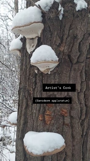 Artist’s Conk (Ganoderma applanatum) • Appearance: Large, shelf-like conk growing on dead or dying hardwoods, especially birch and cottonwood in Alaska. Flat top with layered, zoned bands. • Color: Upper surface is gray-brown to dark brown with a hard, woody texture. Underside is white and bruises brown when scratched. • Interior: Woody, tough, and layered with a tannish interior flesh. • Spore Release: Produces a brown spore dust from the pore surface underneath. • Season: Present year-round. N