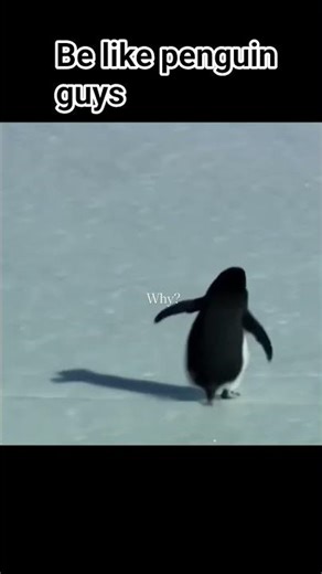 trending penguin story #penguin #shorts #shortvideo #trending #viralvideo #trendingshorts #snow