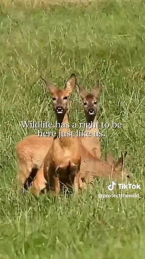 It's time to Protect the Wild. | Wildlife Conservation