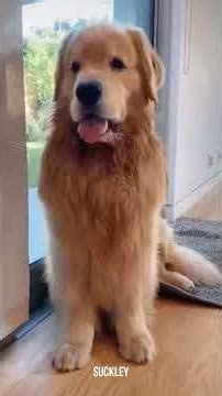 New Crazy Cats & Dogs 😹🐶 Funniest Animal Videos 🤣