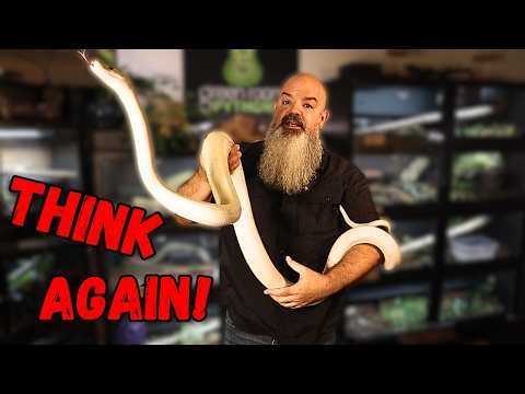 The Truth About Superdwarf Reticulated Pythons