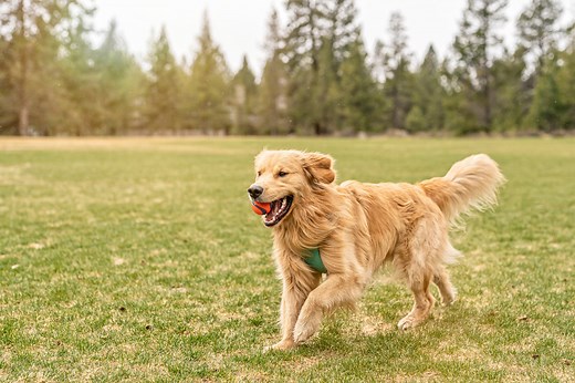Top 15 Dog Breeds for Runners, According to Experts