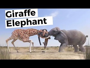 Elephant vs Giraffe Water Fight