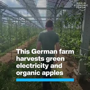 69K views · 3K reactions | The solar panels protect the fruit while...