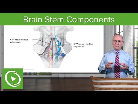 Brain Stem Components: Midbrain, Pons & Medulla Oblangata – Brain & Nervous System | Lecturio