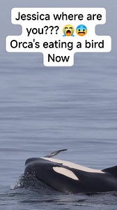 Orca's eating bird #orca orca's independent #help | Amz Story