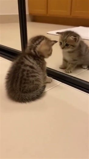 Cat versus Mirror