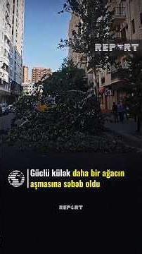 Güclü külək daha bir ağacın aşmasına səbəb oldu