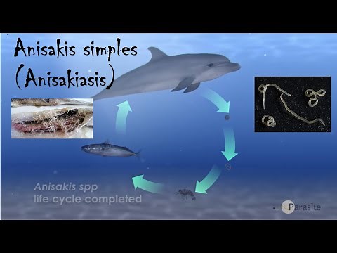 Anisakis simplex