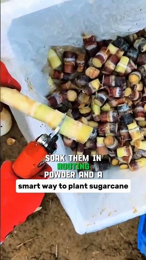 Método rápido para plantar caña de azúcar! #shorts #agricultura #plantas #cultivo