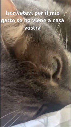 Fatelo così arriviamo a 200 iscritti 🙏 #gatti #belli #divertente ￼￼