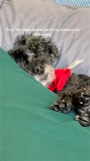 Pov: The main character in my camera roll this week #dog #dogshorts #dogshorts #vlog #fyp #tiktok