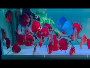Beautiful Super Red Discus with Blue Rim in Planted Aquarium