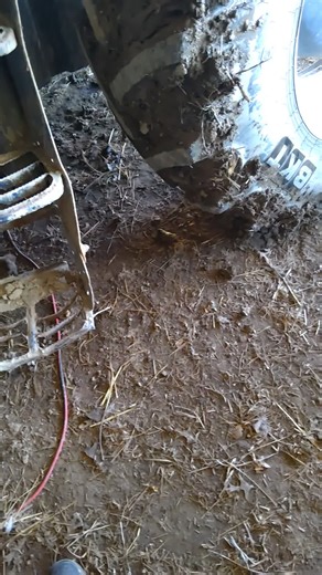 The Incredible Life of a Farm Dog: A Day in Ohio