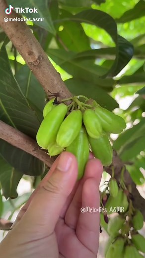 All Trigger Around My House #ASMR #naturelover #asmrsounds