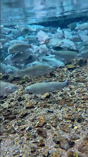 how seaweed farms are creating new habitats for endangered fish