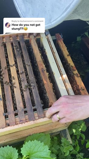 Understanding Honeybees: Why They Sting and How to Handle Them Safely